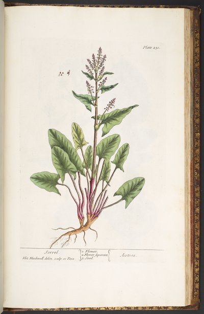 Tallerken 230, fra 