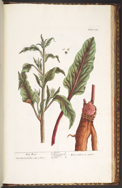 Tallerken 235, fra 