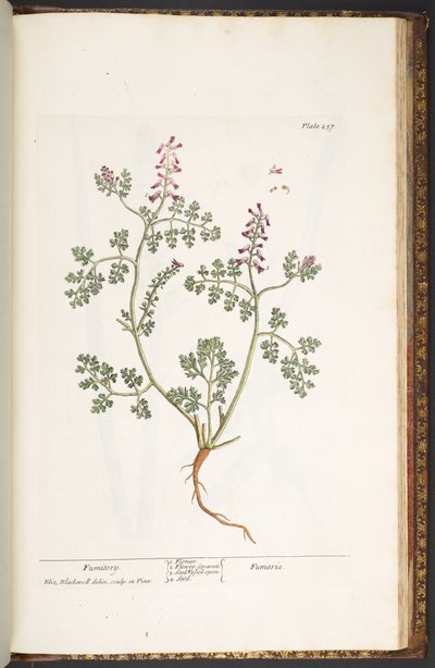 Tallerken 237, Fumitory, fra 