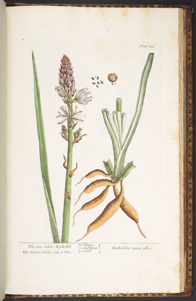 Tallerken 238, fra 