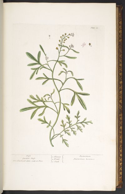Tallerken 23, Garden Cress, fra 