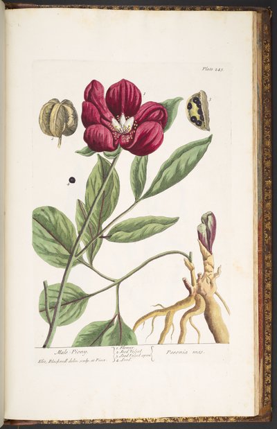 Tallerken 245, Male Piony, fra 