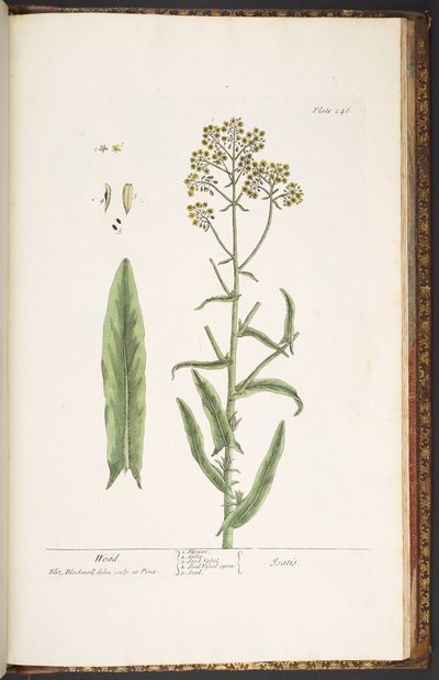 Tallerken 246, Wodd, fra 'A Curious Herbal' av Elizabeth Blackwell