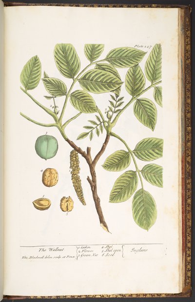Tallerken 247, The Wallnut, fra 'A Curious Herbal' av Elizabeth Blackwell