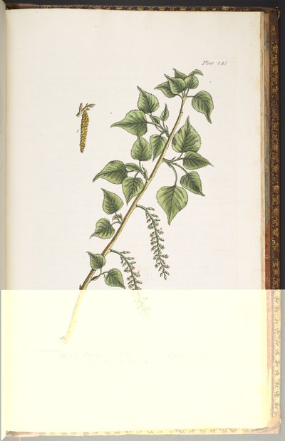 Tallerken 248, fra 
