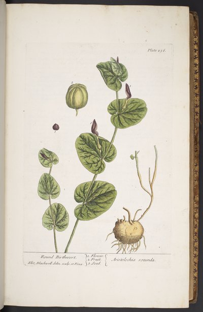 Tallerken 256, fra 