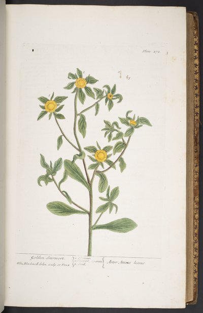 Tallerken 272, fra 