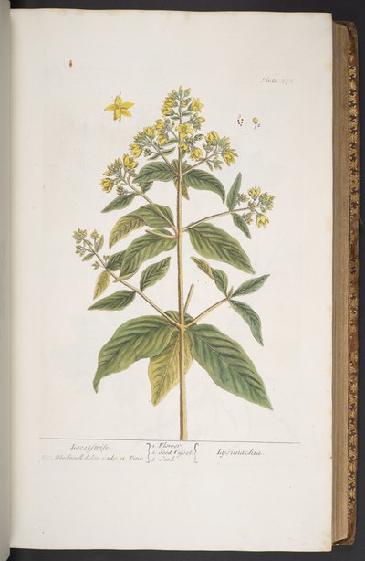 Tallerken 278, fra 'A Curious Herbal' av Elizabeth Blackwell