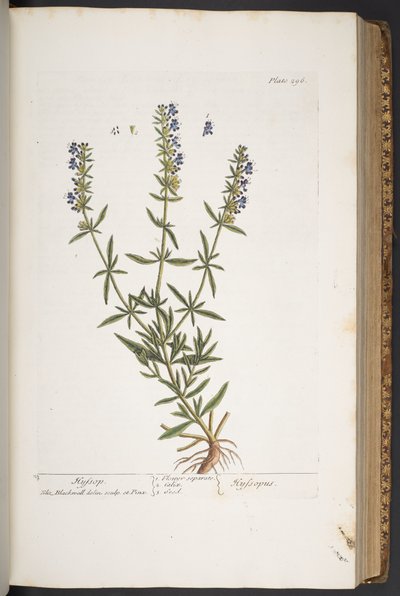 Tallerken 296, fra 'A Curious Herbal' av Elizabeth Blackwell