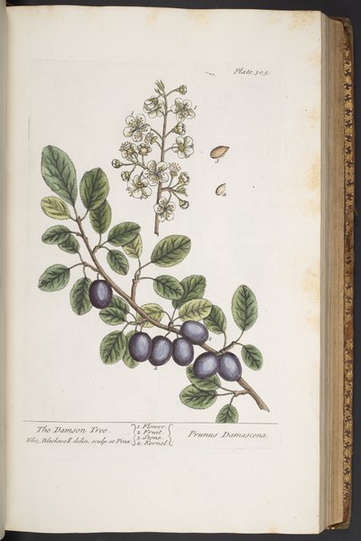 Tallerken 305, fra 'A Curious Herbal' av Elizabeth Blackwell