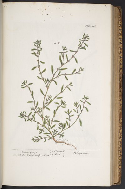 Tallerken 315, fra 'A Curious Herbal' av Elizabeth Blackwell