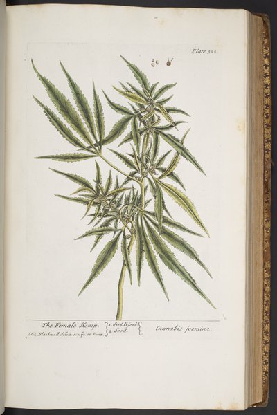 Tallerken 322, The Female Hemp, fra 