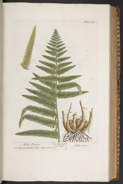 Tallerken 323, fra 'A Curious Herbal' av Elizabeth Blackwell