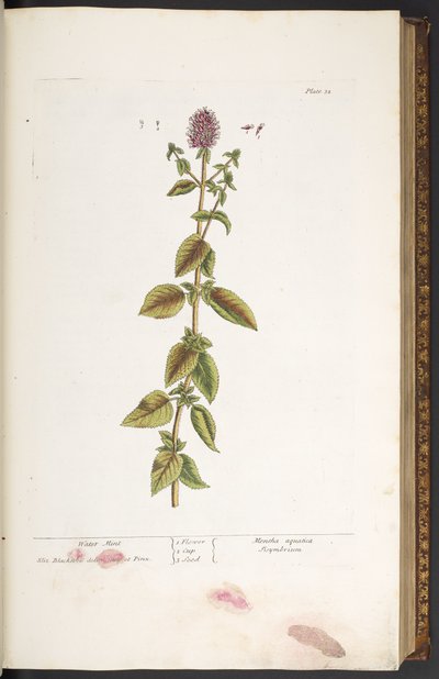 Tallerken 32, Water Mint, fra 