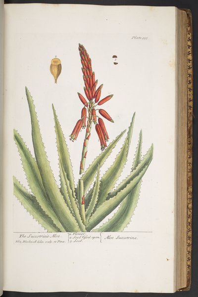 Tallerken 333, fra 
