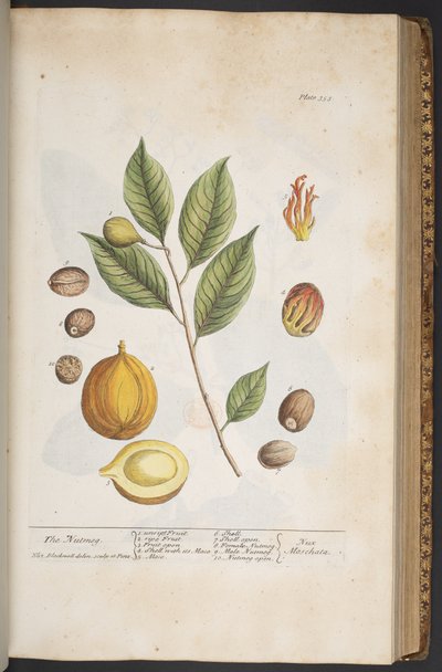 Tallerken 353, fra 'A Curious Herbal' av Elizabeth Blackwell