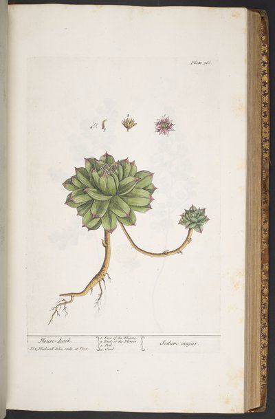 Tallerken 366, fra 'A Curious Herbal' av Elizabeth Blackwell