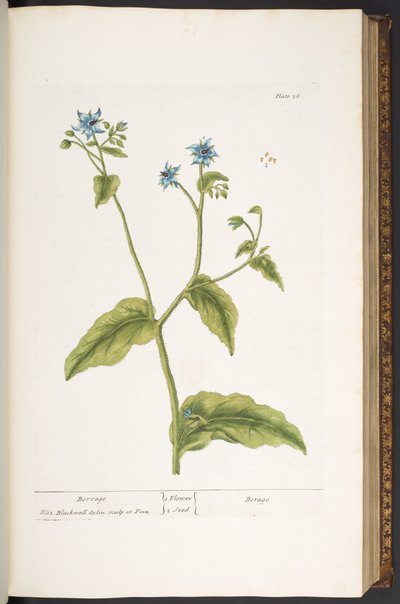 Tallerken 36, Borrage, fra 'A Curious Herbal' av Elizabeth Blackwell