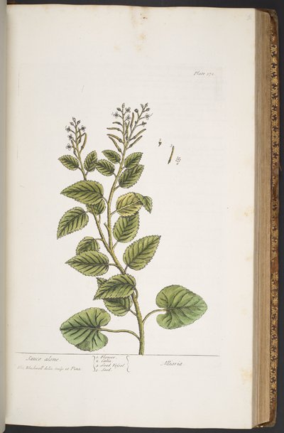 Tallerken 372, fra 