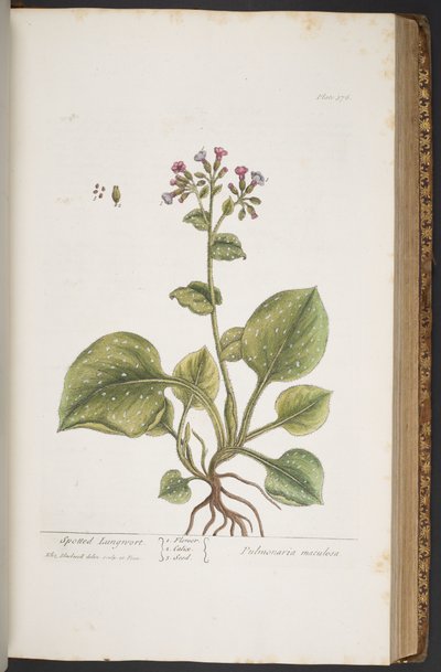 Tallerken 376, fra 