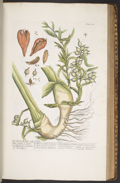 Tallerken 385, fra 
