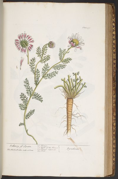 Plate 390, Pellitory of Spain, fra 