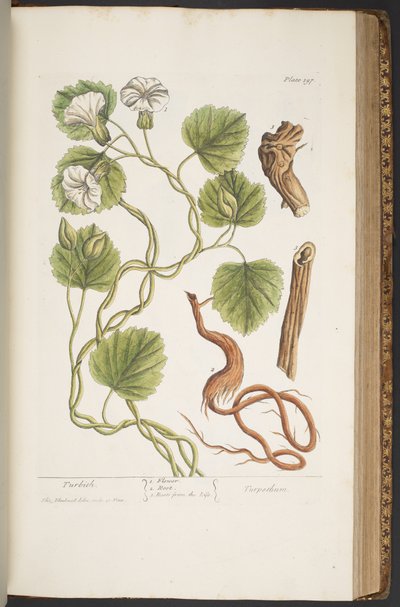 Tallerken 397, fra 