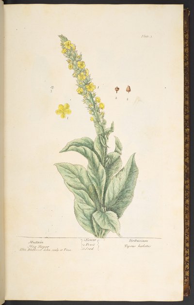 Tallerken 3, Mullein, fra 