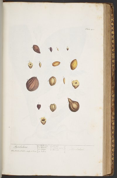 Tallerken 401, fra 'A Curious Herbal' av Elizabeth Blackwell