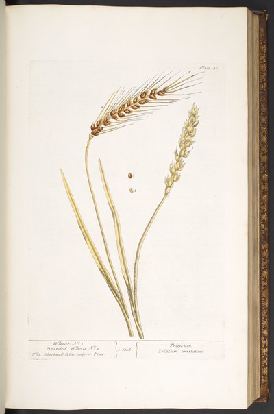 Tallerken 40, Wheat, and Bearded Wheat, fra 