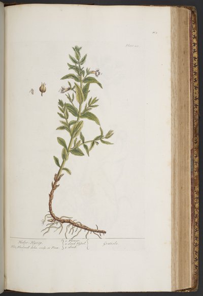 Tallerken 411, fra 