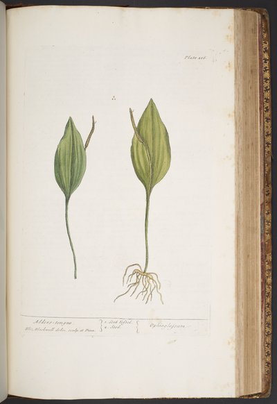 Tallerken 416, fra 