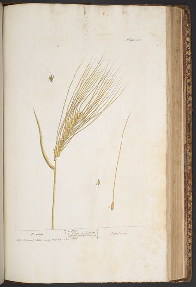 Tallerken 423, fra 