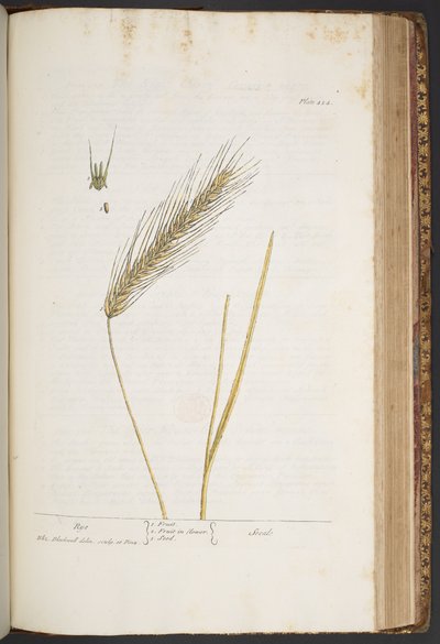 Tallerken 424, fra 'A Curious Herbal' av Elizabeth Blackwell