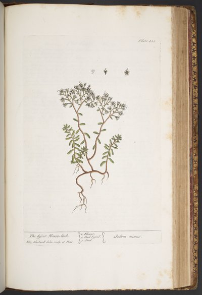 Tallerken 428, fra 'A Curious Herbal' av Elizabeth Blackwell