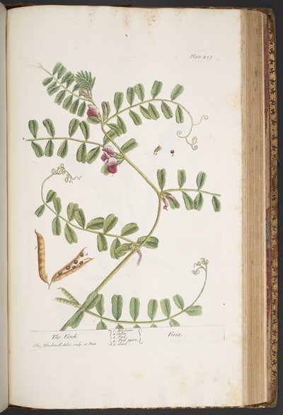 Tallerken 429, fra 'A Curious Herbal' av Elizabeth Blackwell