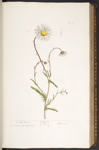 Tallerken 42, Ox-Eye Daisy, fra 
