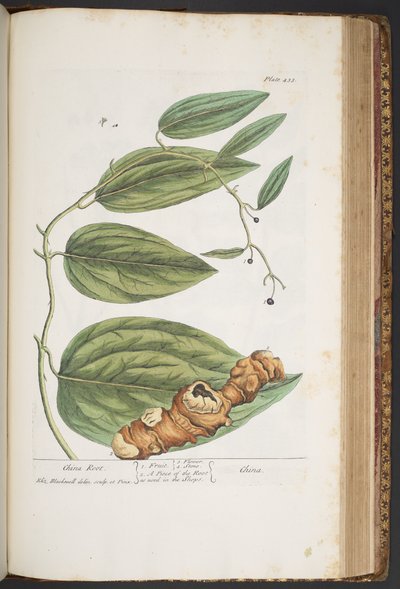 Tallerken 433, fra 