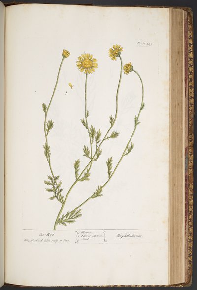 Tallerken 439, fra 