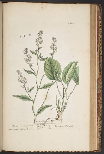 Tallerken 448, fra 
