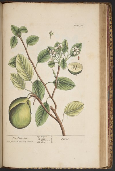 Tallerken 453, fra 
