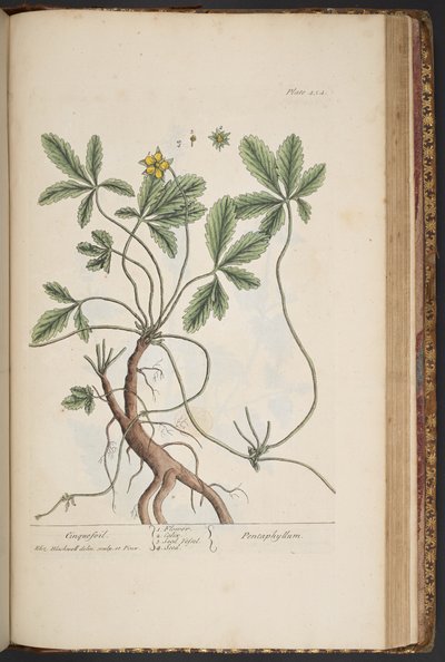 Tallerken 454, Cinquefoil, fra 