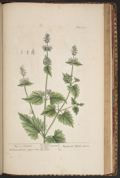 Plate 455, from 