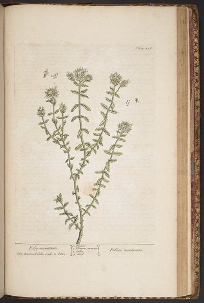 Tallerken 456, fra 