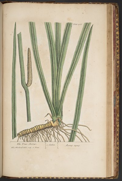 Tallerken 466, fra 'A Curious Herbal' av Elizabeth Blackwell