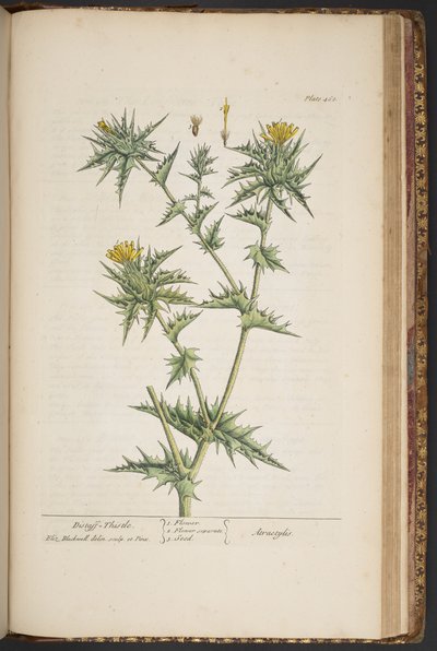 Tallerken 468, fra 