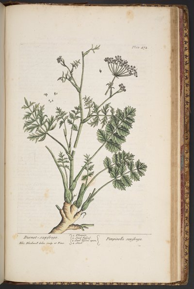 Tallerken 472, fra 'A Curious Herbal' av Elizabeth Blackwell
