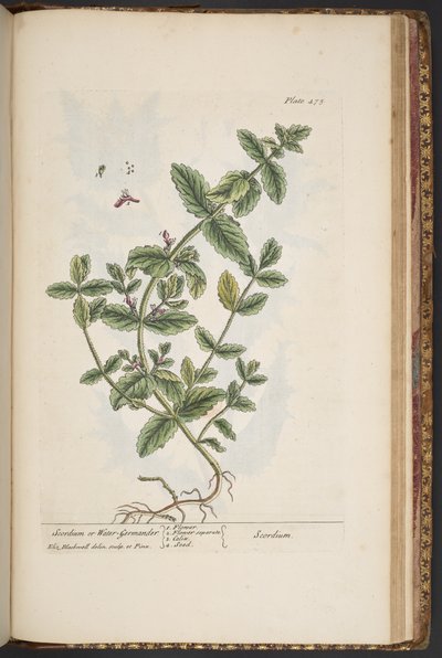 Tallerken 475, fra 'A Curious Herbal' av Elizabeth Blackwell