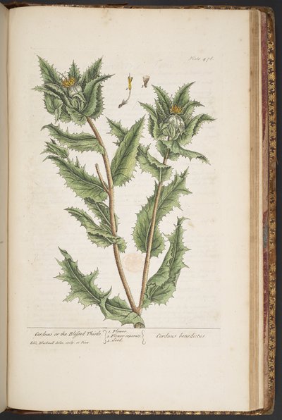 Tallerken 476, Carduus, eller den velsignede tistel, fra 