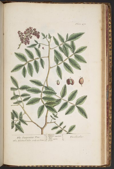Tallerken 478, fra 'A Curious Herbal' av Elizabeth Blackwell